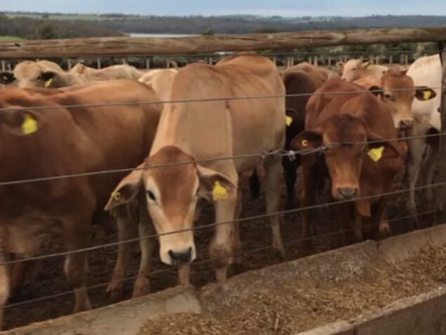 LIVE ANIMALS (CATTLE)