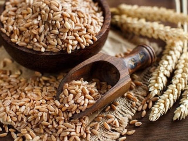 Wheat – Durum/ Soft/ Red Hard/ Milling